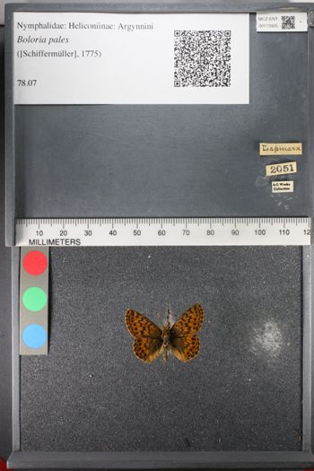 Media type: image;   Entomology 113925